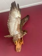 Taxidermide Buizerd, Ophalen, Gebruikt