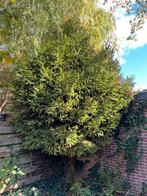 Spar - gratis op te halen, Bloeit niet, Overige soorten, 400 cm of meer, Ophalen