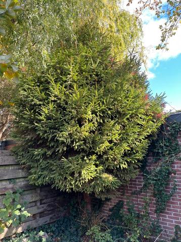 Spar - gratis op te halen beschikbaar voor biedingen