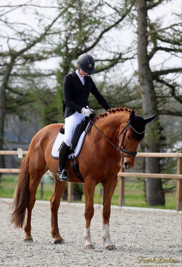 Mooie stoere 10 jarige ruin van Charmeur, Dieren en Toebehoren, Paarden, Ruin, L, 170 tot 175 cm, 7 tot 10 jaar, Dressuurpaard