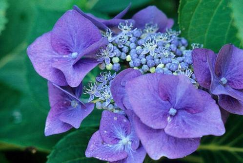 hydrangea macrophylla Blaumeise, Tuin en Terras, Planten | Tuinplanten, Overige soorten, Halfschaduw, Zomer, Ophalen