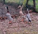 2 span Indische loopeenden, Dieren en Toebehoren, Meerdere dieren, Eend