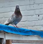 Sierduiven te koop, Dieren en Toebehoren, Vogels | Duiven, Meerdere dieren, Overige soorten