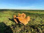 Jonge wyandotte kriel kippen buff kleur gesekst + ingeënt, Dieren en Toebehoren, Pluimvee, Vrouwelijk, Kip