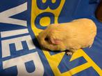 Cavia creme zeugje, Dieren en Toebehoren, Knaagdieren, Cavia, Vrouwelijk, Mei, Tam