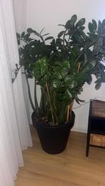 Grote plant met pot, Ophalen, In pot, Halfschaduw, Minder dan 100 cm