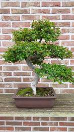 Bonsai Ulmus Parvifolia, Tuin en Terras, Planten | Bomen, Minder dan 100 cm, Overige soorten, Bloeit niet, Ophalen