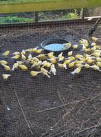 Harzers te koop, Meerdere dieren, Zangkanarie