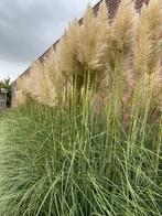 Pampasgras pluimen, Ophalen, Nieuw