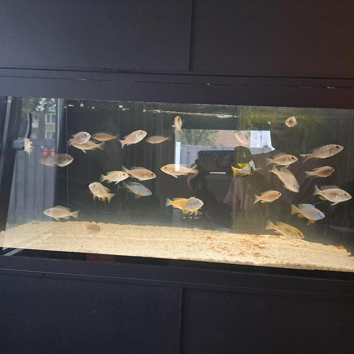 Malawi cichliden aulonocara Korneliae, Dieren en Toebehoren, Vissen | Aquariumvissen, Vis