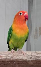 1-0 opaline groen/pale fallow 2019, Meerdere dieren, Dwergpapegaai of Agapornis, Geringd