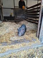 Te koop leuke mini varkentjes, Dieren en Toebehoren, Vrouwelijk, Varken, 0 tot 2 jaar