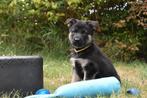 Duitse herder pups werklijn met stamboom, Dieren en Toebehoren, 8 tot 15 weken, Meerdere, Meerdere dieren, Herder