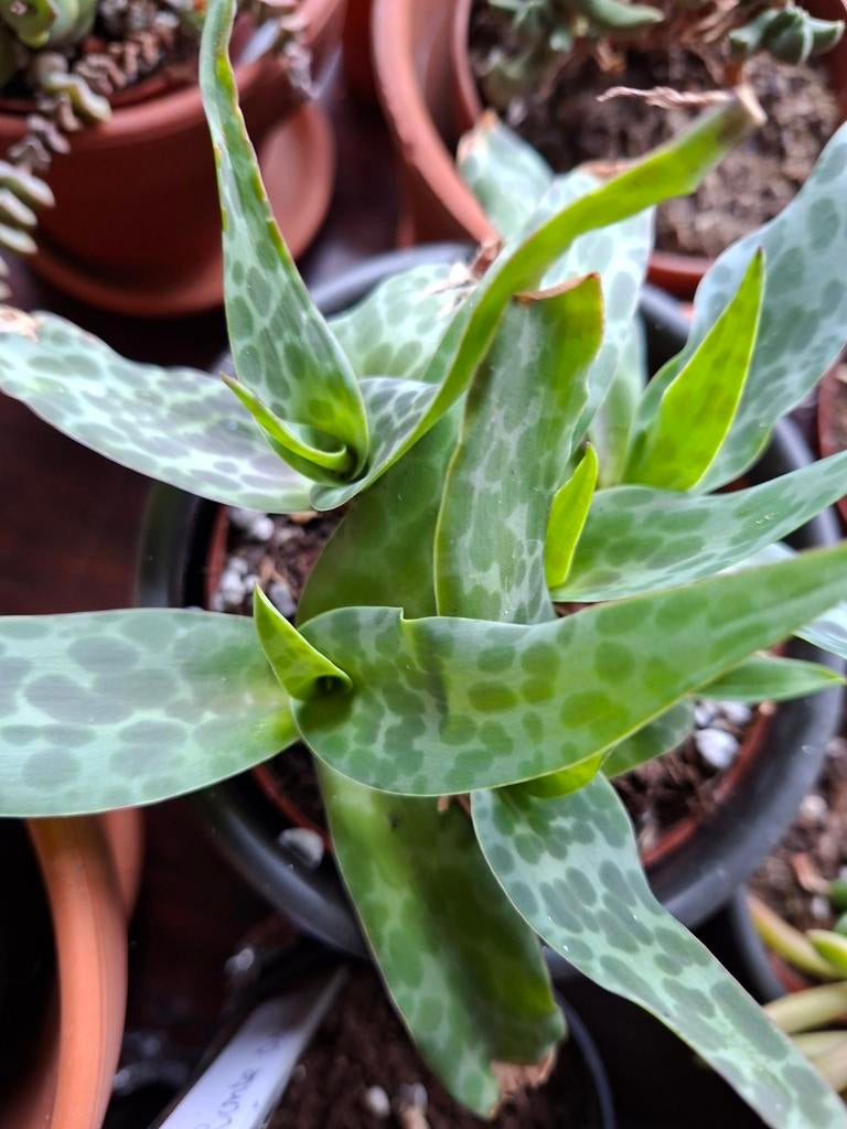 Stek van ledebouria, Ophalen of Verzenden, Overige soorten, Volle zon