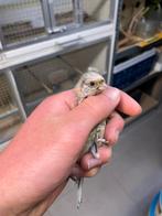 Mooie jonge meesgoudvink man, Dieren en Toebehoren, Vogels | Overige Vogels, Mannelijk