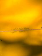 Colby Fish Shortboard Surfboard 5'4" - Gebruikt, Watersport en Boten, Golfsurfen, Ophalen, Gebruikt, Fish, Met vinnen