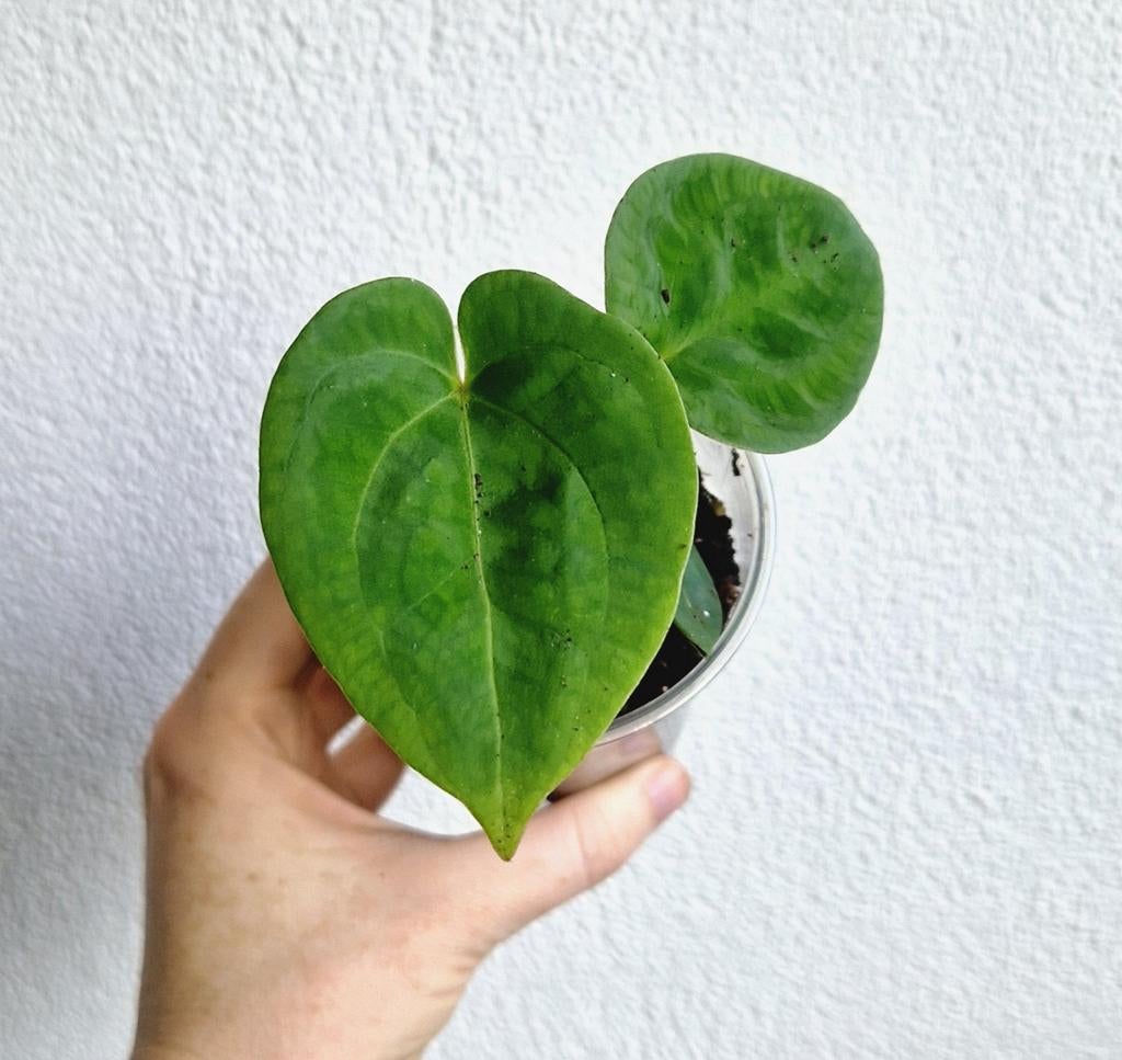 Anthurium King of Spades (KOS) HU x Forgetii Dark Form, Overige soorten, Vaste plant, Ophalen of Verzenden, Bloeit niet