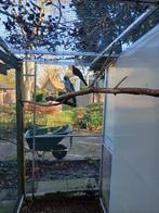 Pennant man blauw, Ophalen of Verzenden, Kunststof, Overige typen