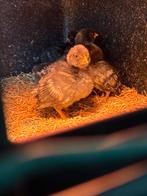 Watermaalse baardkriel kuikens koekoek., Geslacht onbekend, Kip