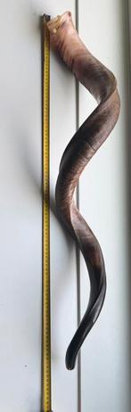 KUDU SHOFAR 93CM, Ophalen of Verzenden