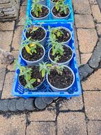 Buddleja Sungold - Vlinderstruik - 3 euro per stuk, Tuin en Terras, Planten | Tuinplanten, Ophalen