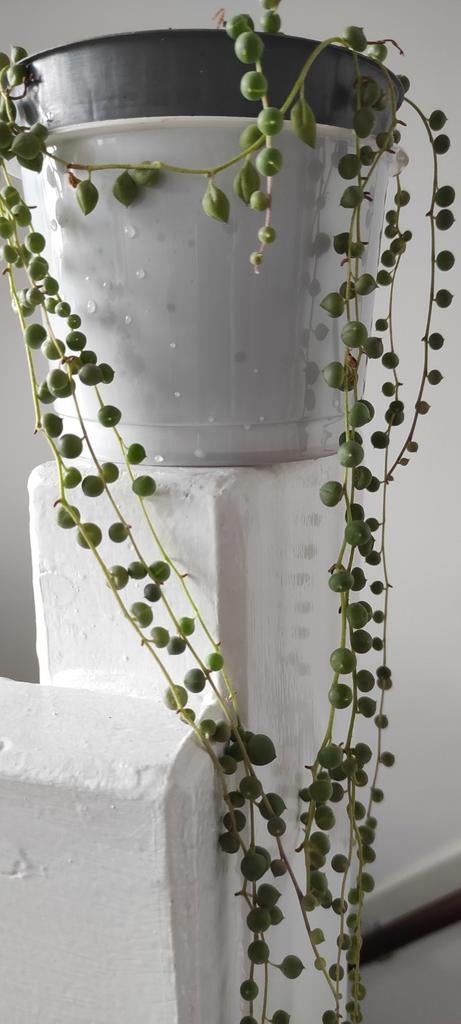 Erwtenplant 'String of Pearls' - Senecio rowleyanus, Vetplant, In pot, Minder dan 100 cm, Groene kamerplant