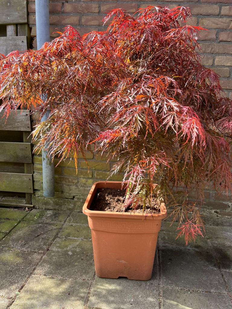 Japanse Esdoorn Garnet, Tuin en Terras, Planten | Bomen, Ophalen