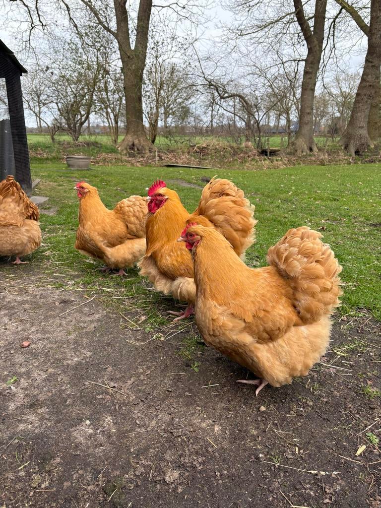 Orpington buff haan te koop, Dieren en Toebehoren, Mannelijk, Kip