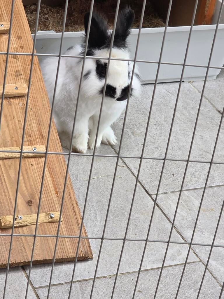 Konijn, Dieren en Toebehoren, Konijnen, Mannelijk, 0 tot 2 jaar