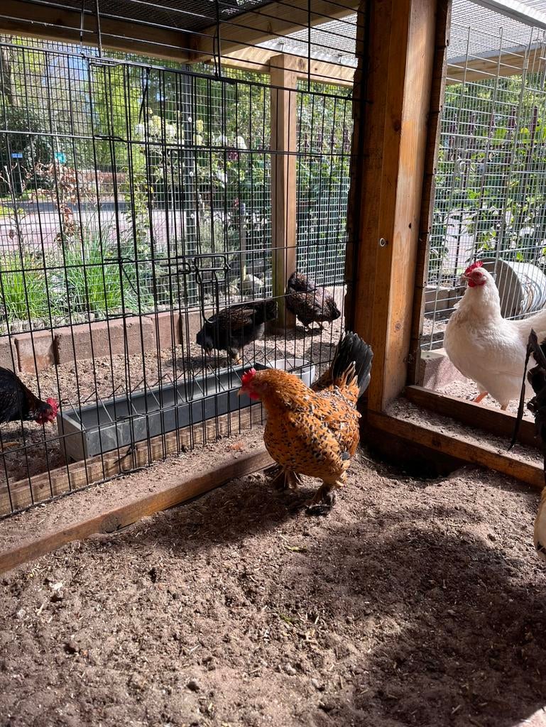 Sabelpoot kriel hen, Vrouwelijk, Kip