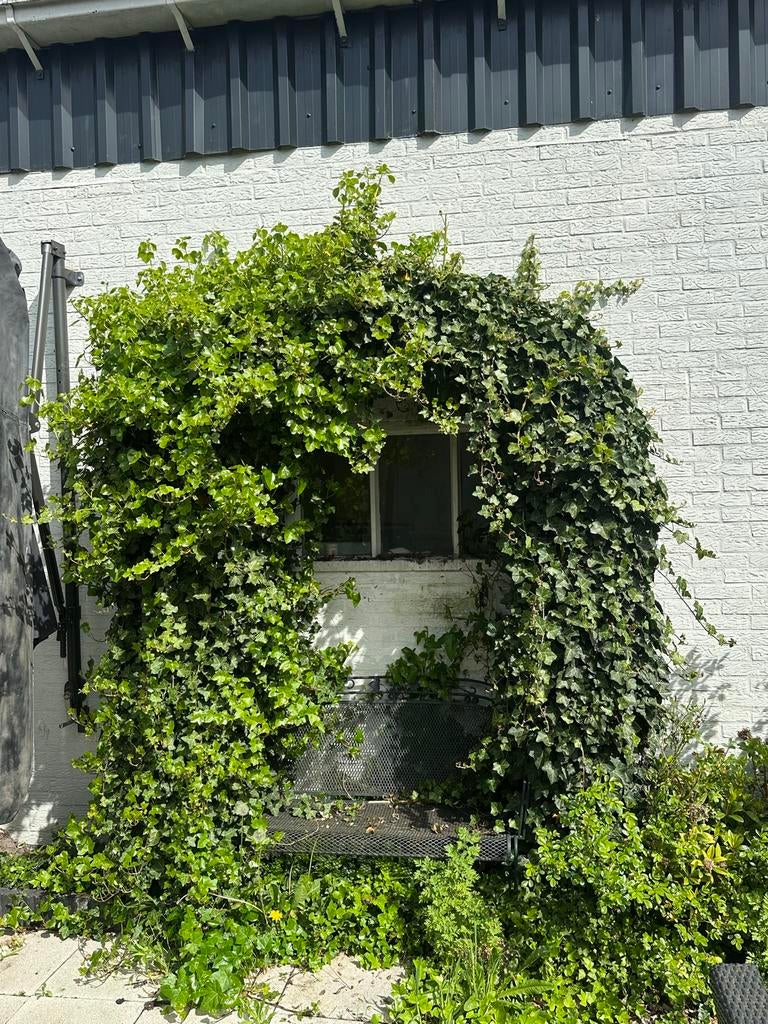 Tuinboog klimop rozenboog Gratis af te halen!, Ophalen, Vaste plant, Bloeit niet, Halfschaduw