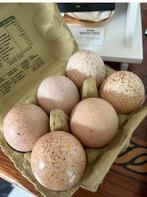 Broedeieren Ronquiere kalkoen, Geslacht onbekend, Kalkoen