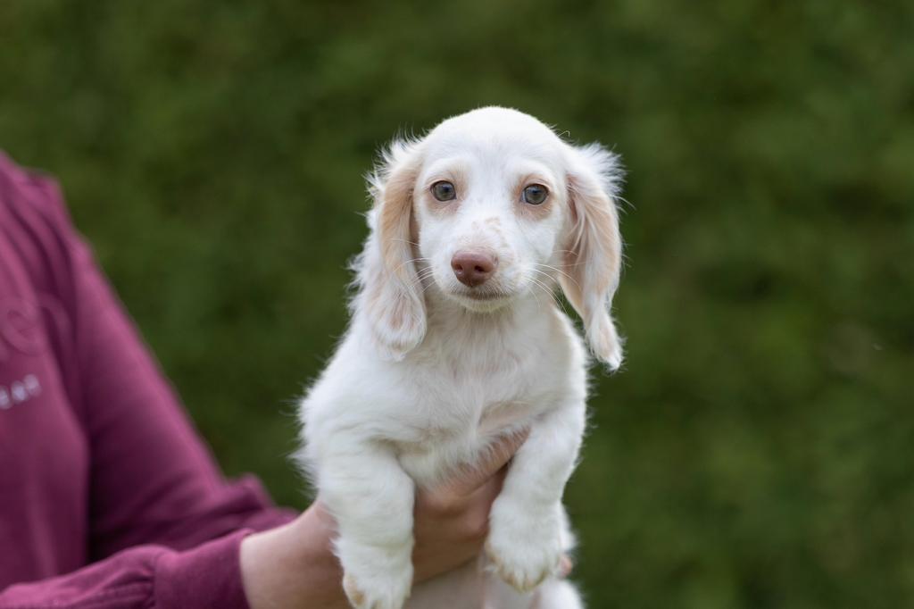 Dwergteckel (dachshund) pups langharig, België, Particulier, 8 tot 15 weken, Dwerg