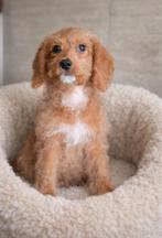 🥰super leuke medium golden doodle pups F2 x toypoedel🥰