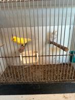 Waterslagers, Meerdere dieren, Kleurkanarie