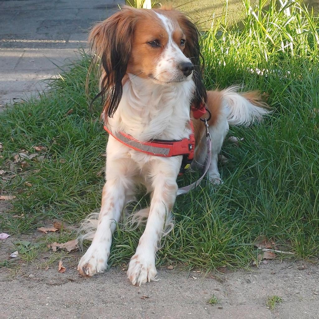 Kooiker dekreu aangeboden, Reu, Eén hond, 3 tot 5 jaar, Nederland