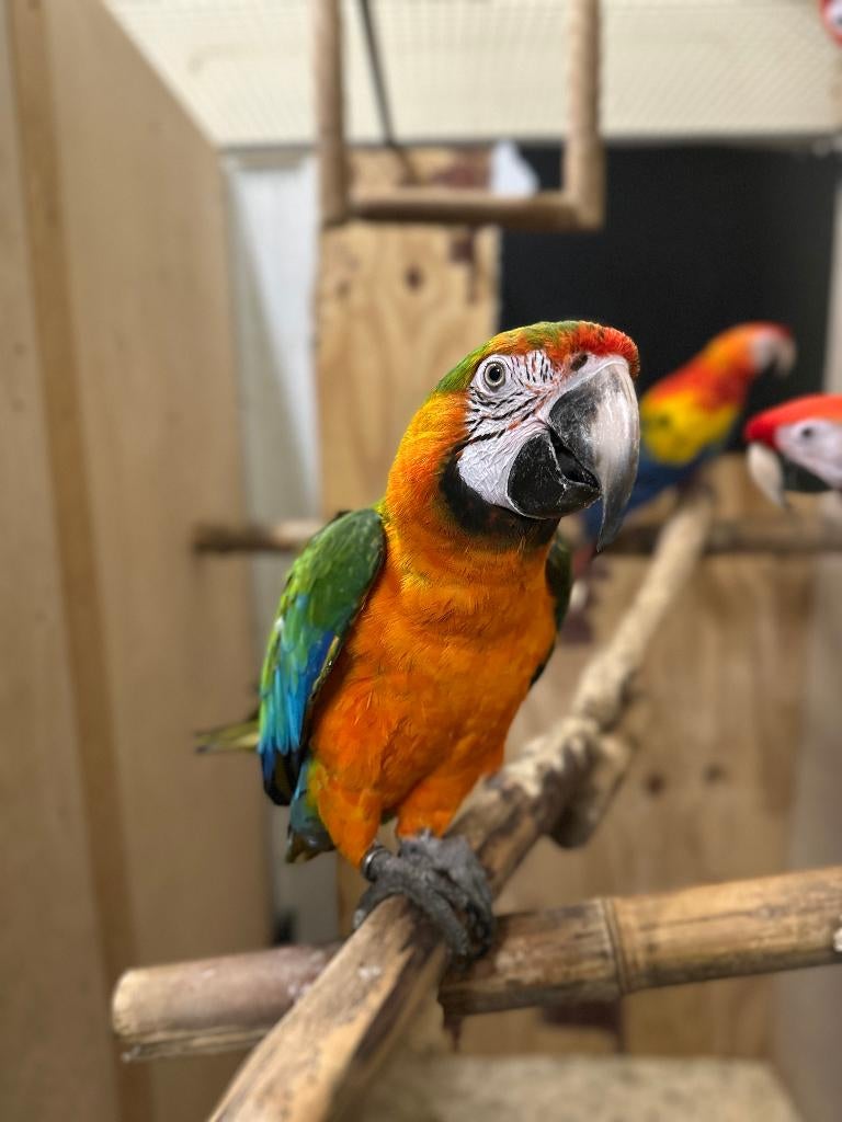 catalina ara x geelvleugel ara, Dieren en Toebehoren, Vogels | Parkieten en Papegaaien, Meerdere dieren, Papegaai