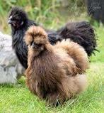 Zijdehoen kippen., Dieren en Toebehoren, Pluimvee, Vrouwelijk, Kip