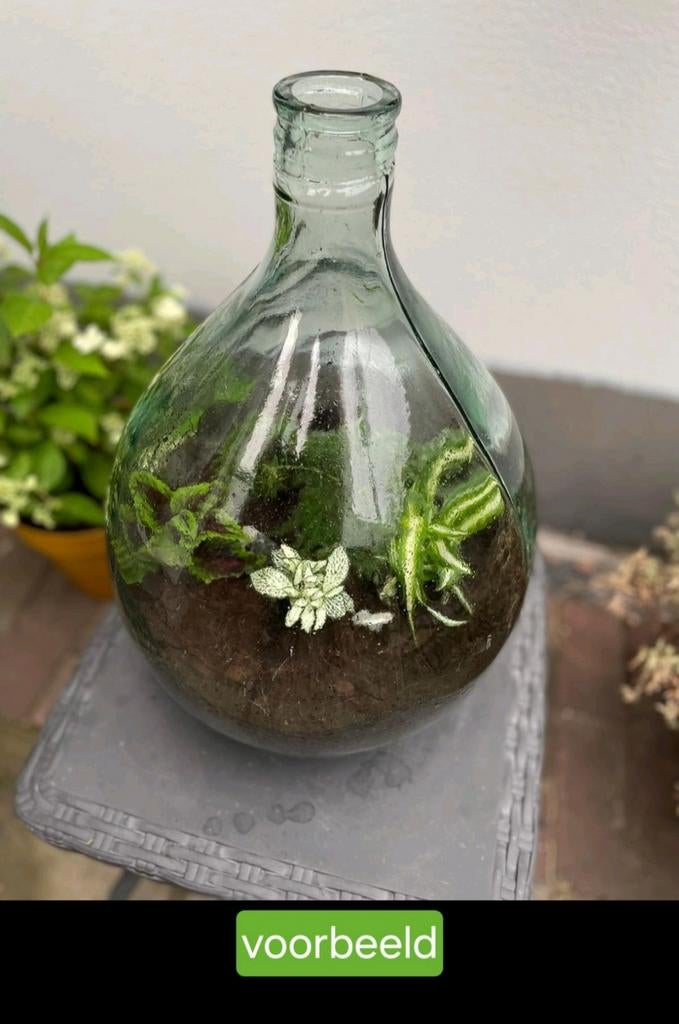 Glazen vaas / Terrarium vaas, Ophalen of Verzenden