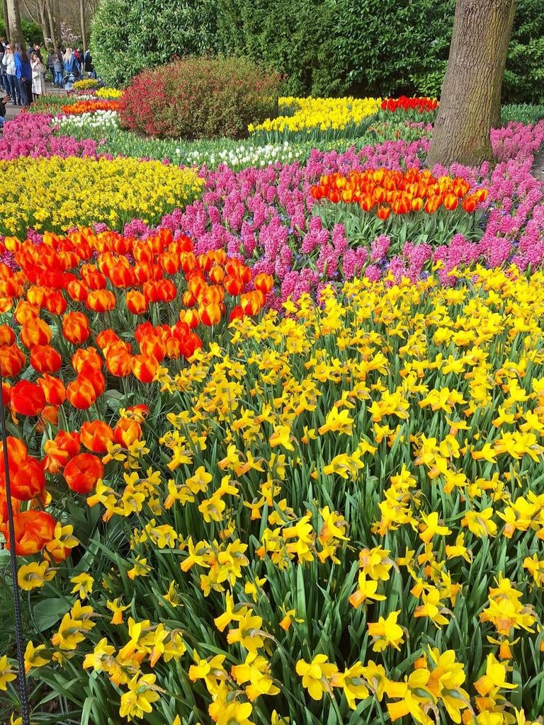 tuinman bied zich aan, Ophalen of Verzenden, Overige soorten, Minder dan 100 cm