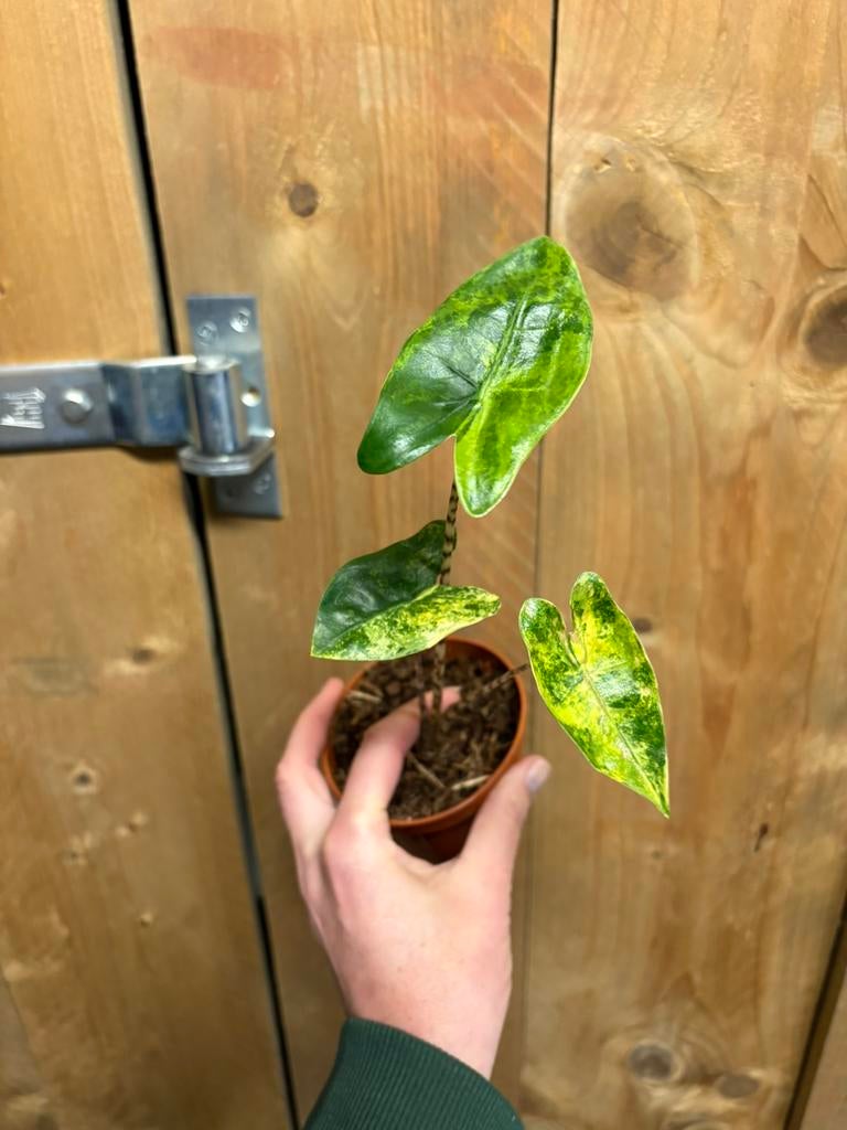 Alocasia zebrina variegata plant aurea yellow, Huis en Inrichting, Kamerplanten, Ophalen of Verzenden, Halfschaduw, Minder dan 100 cm