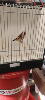 Bloem putters  pop 2024, Dieren en Toebehoren, Vrouwelijk, Wildzangvogel