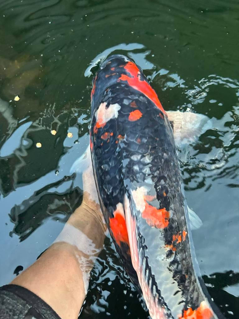 Showa, Dieren en Toebehoren, Vissen | Aquariumvissen, Vis