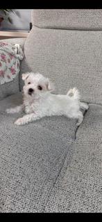 Maltezer/Maltipo pups, Maltezer, 8 tot 15 weken, Parvo, Meerdere