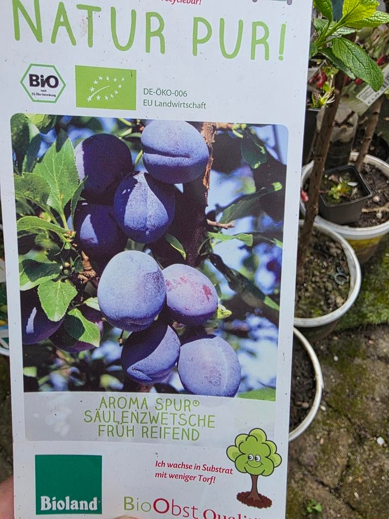 pruimenboom, Tuin en Terras, Ophalen