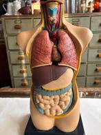 Anatomisch torso model, educatief menselijk lichaam., Ophalen of Verzenden