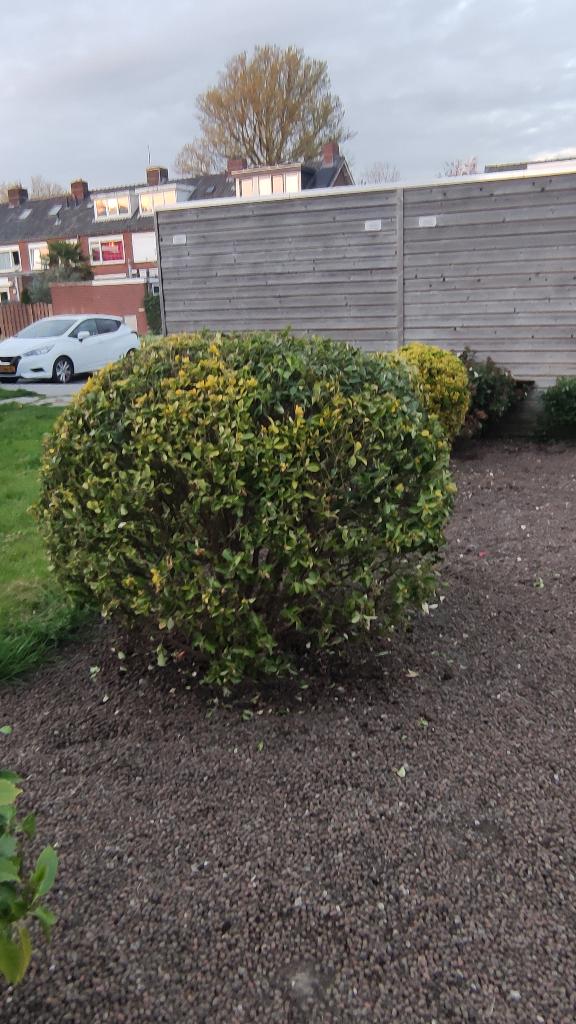 Gratis Japanse kardinaalshoed afhalen, Ophalen, Overige soorten, Struik, 100 tot 250 cm