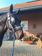 Mentuig maat full zo goed als nieuw, Dieren en Toebehoren, Paarden en Pony's | Hoofdstellen en Tuigage, Ophalen, Zo goed als nieuw