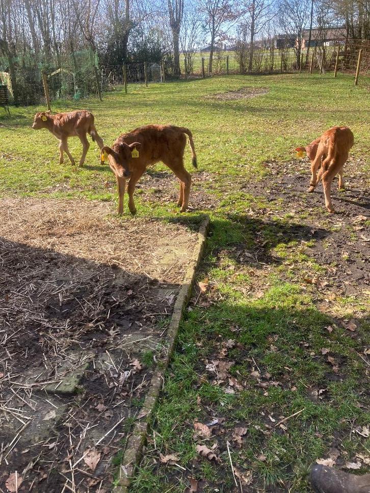 Gezocht gratis zwarte grond, Tuin en Terras, Aarde en Mest, Tuinaarde, Ophalen