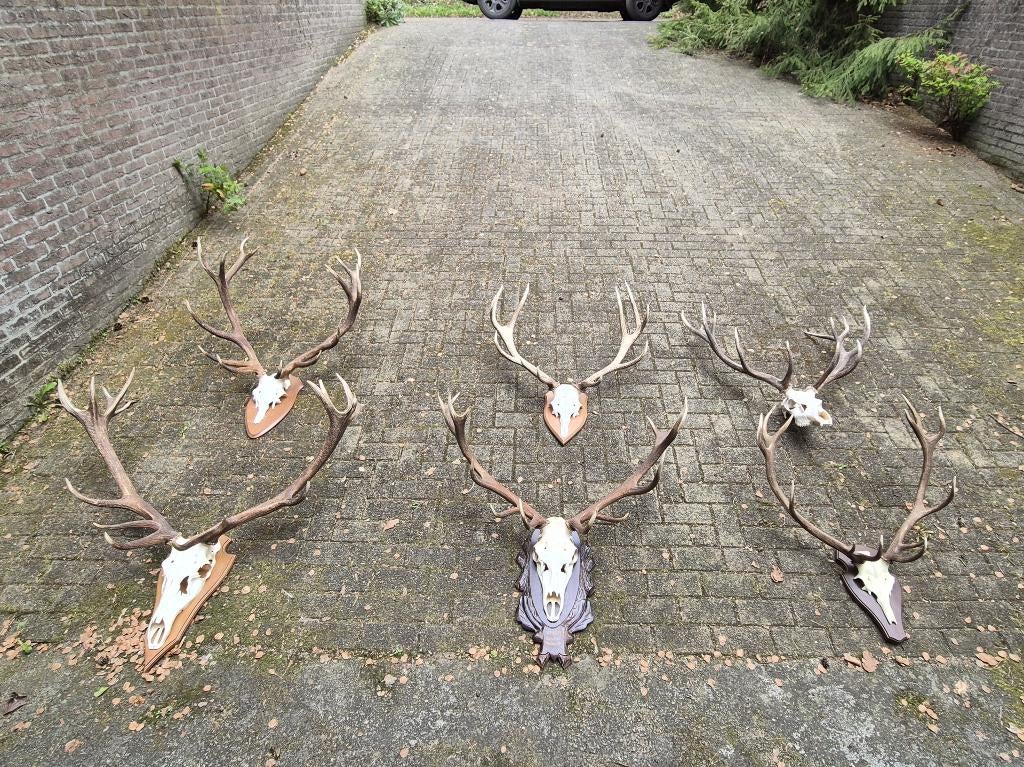 Grote edelhert geweien mancave gewei jacht  Veluwe, Ophalen, Gebruikt, Hert, Gewei of Kop